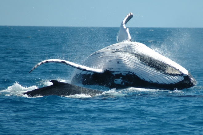 humpback-whale-dolphin-2240x1488